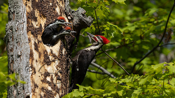 Pileated Woodpecker