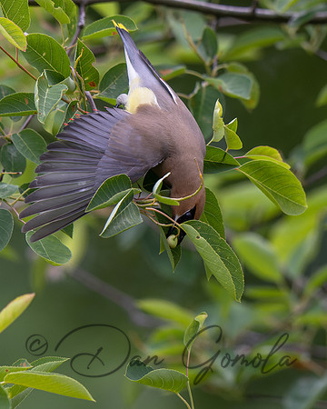 Cedar Waxwing