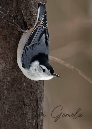 White-breasted Nuthatch
