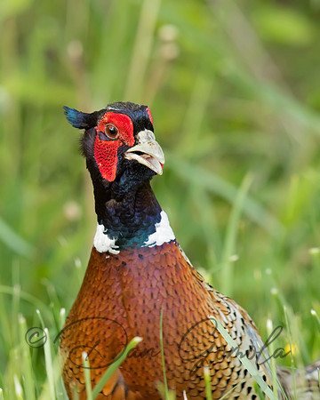 Ring-necked Pheasant