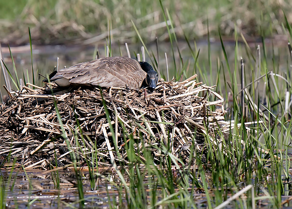Canada Goose