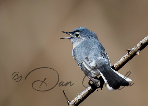 Blue-gray Gnatcatcher