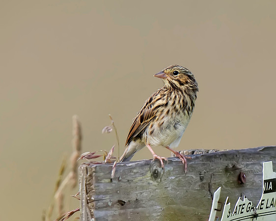 Savannah Sparrow