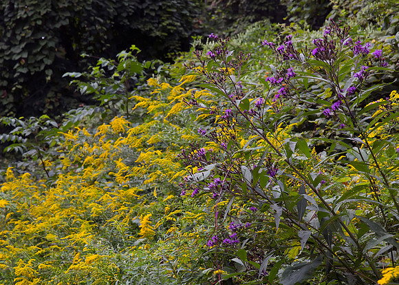Goldenrod