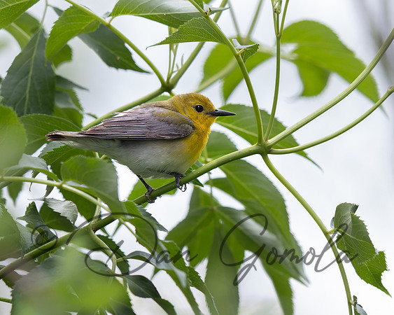 Prothonotary Warbler