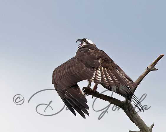 Osprey