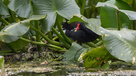 Common Gallinule