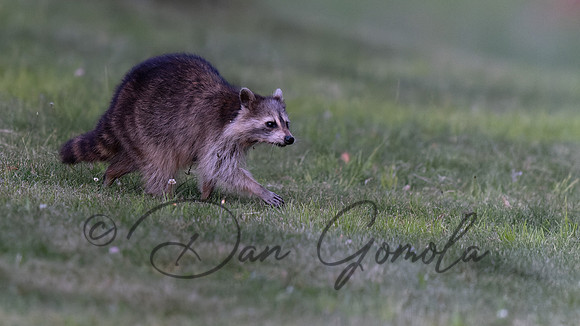 Raccoon