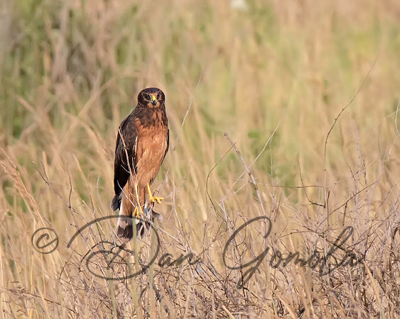 Northern Harrier
