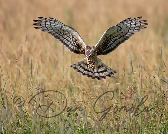 Northern Harrier