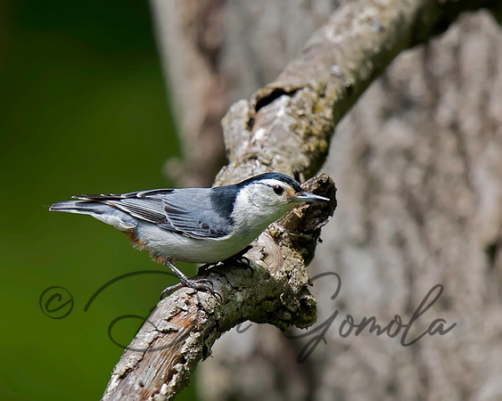 White-breasted Nuthatch