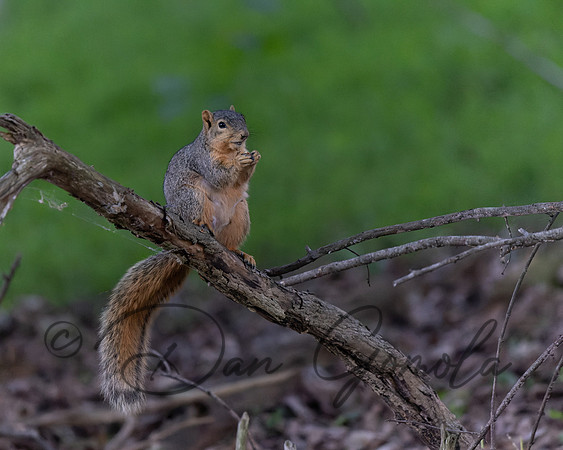 Eastern Fox Squirrel