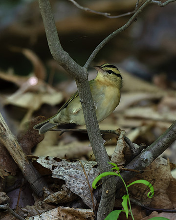 Worm-eating Warbler