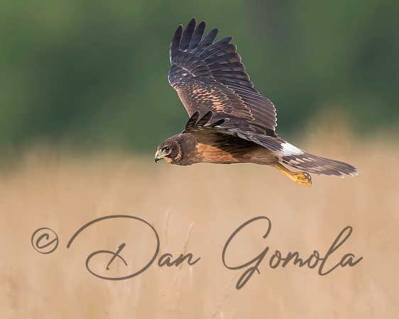 Northern Harrier