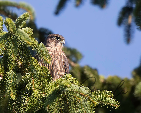 Merlin