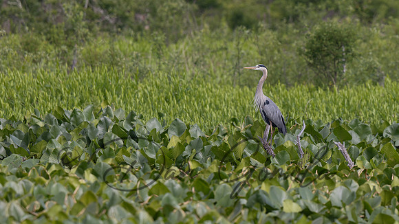 Great Blue Heron