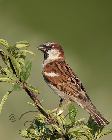 House Sparrow
