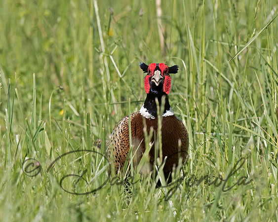 Ring-necked Pheasant