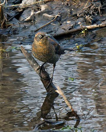 Rusty Blackbird