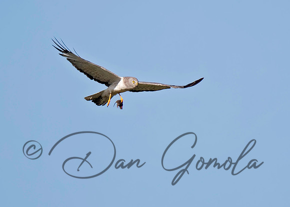 Northern Harrier