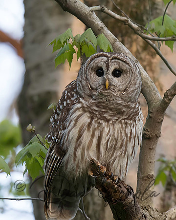 Barred Owl