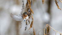Eastern Bluebird