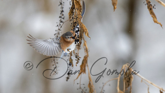 Eastern Bluebird