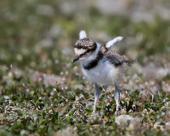 Killdeer