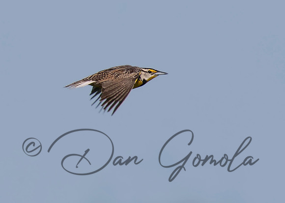 Eastern Meadowlark