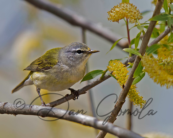 Tennessee Warbler