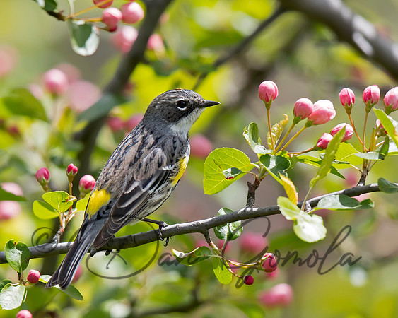 Yellow-rumped Warbler