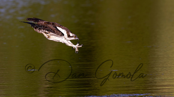 Osprey