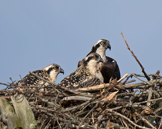 Osprey