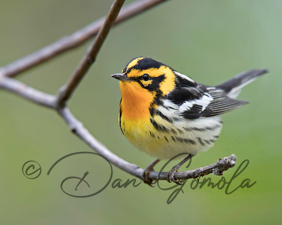 Blackburnian Warbler