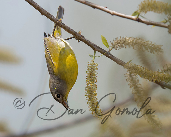Nashville Warbler