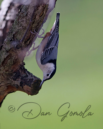 White-breasted Nuthatch