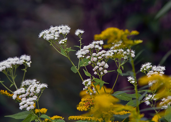 White Snakeroot & Goldenrod