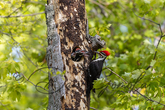 Pileated Woodpecker