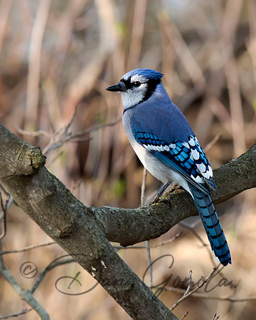 Blue Jay