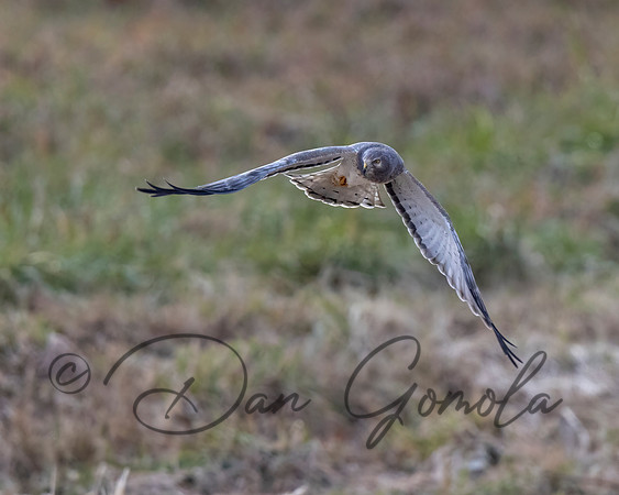 Northern Harrier