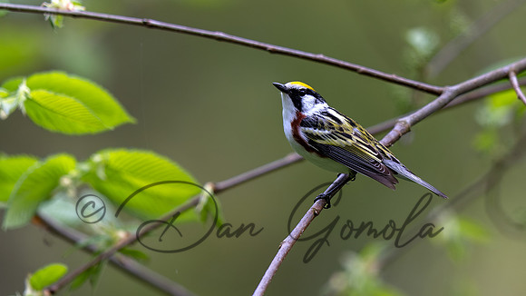 Chestnut-sided Warbler