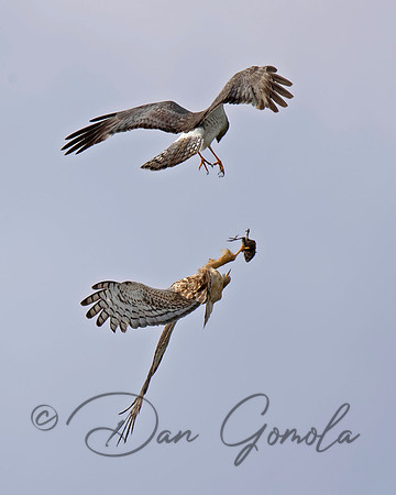 Northern Harrier