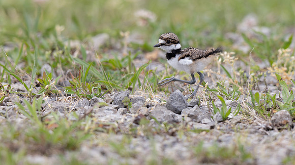 Killdeer