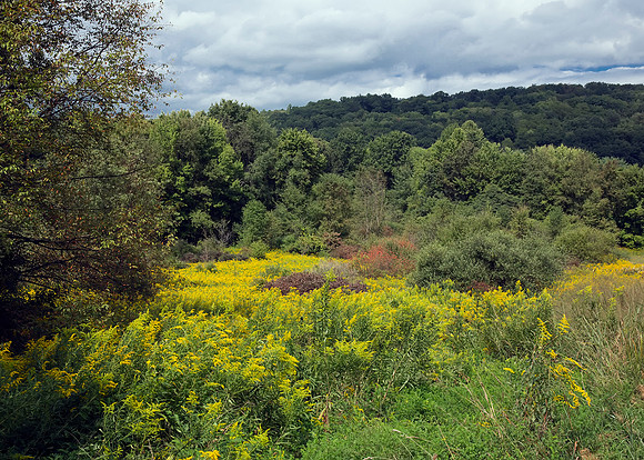 Goldenrod