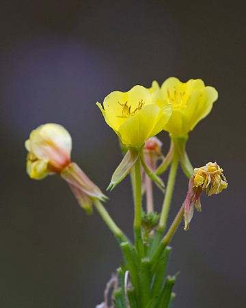 Yellow False Foxglove
