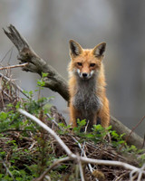 Red Fox