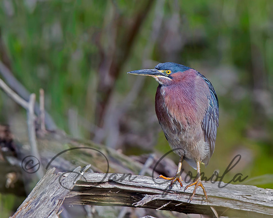 Green Heron
