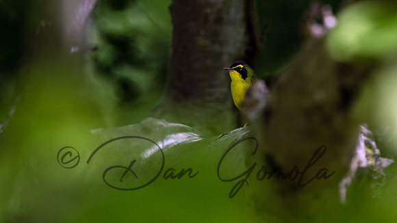 Kentucky Warbler