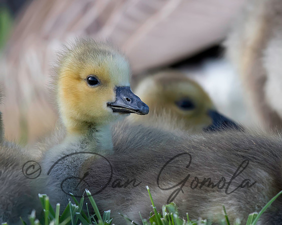Canada Goose