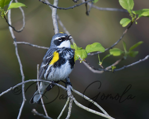 Yellow-rumped Warbler